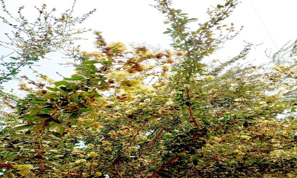 বিচিত্র গাছ খৈ ফল বা জিলাপি ফল