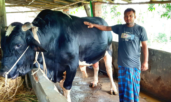 প্রস্তুত আত্রাইয়ের 'সম্রাট', দাম ১৫ লাখ টাকা