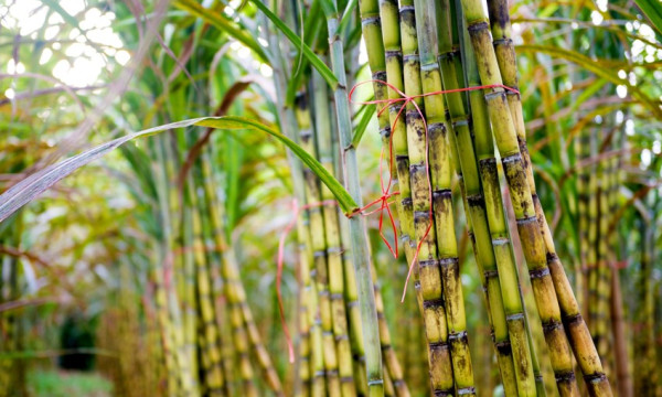 শরণখোলায় আখ চাষের উজ্জল সম্ভাবনা