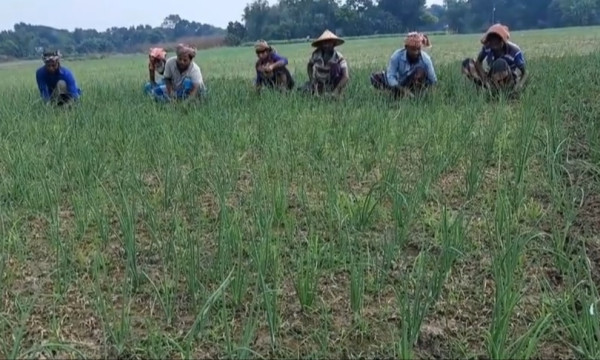 লক্ষাধিক মেট্রিকটন মুড়িকাটা পেঁয়াজ উৎপাদন হবে ফরিদপুরে
