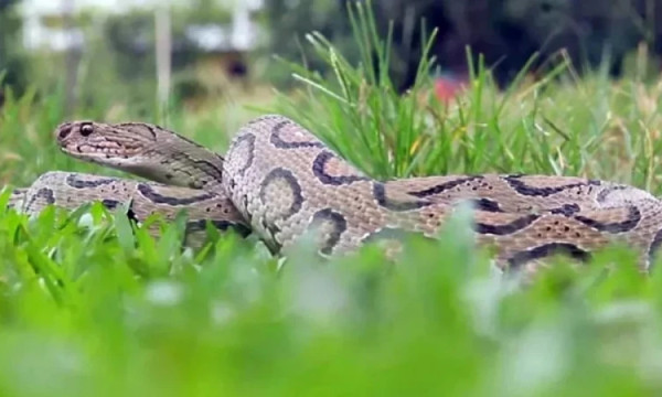 কেন বাড়ল রাসেলস ভাইপারের উপদ্রব