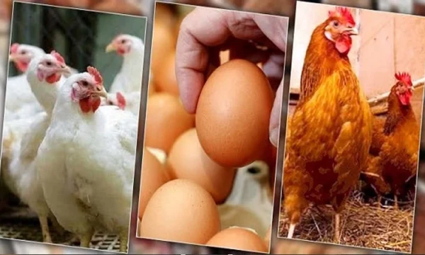 ২০ দিনে ডিম-মুরগির বাচ্চার দাম বাড়িয়ে ২৮০ কোটি টাকা লুট