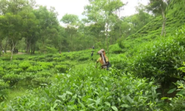 শ্রমিকদের বিক্ষোভ, সিলেটে ১২ বাগানে চা উৎপাদন বন্ধ