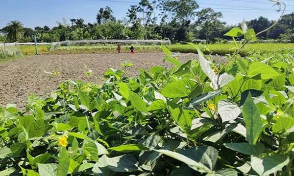 প্রতিকূলতা কাটিয়ে জমিতে ব্যস্ত চাষিরা