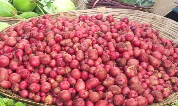 বগুড়ায় নতুন আলুর কেজি ৩০০ টাকা