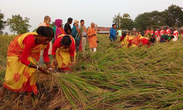 নবান্ন উৎসবের আনন্দে মাতোয়ারা বরেন্দ্র অঞ্চল
