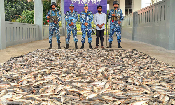 চাঁদপুরে কোস্টগার্ডের অভিযানে ১৬০০ কেজি জাটকা জব্দ