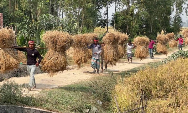 হিলিতে চলতি মৌসুমে ধানের ভালো ফলন, খুশি কৃষকরা