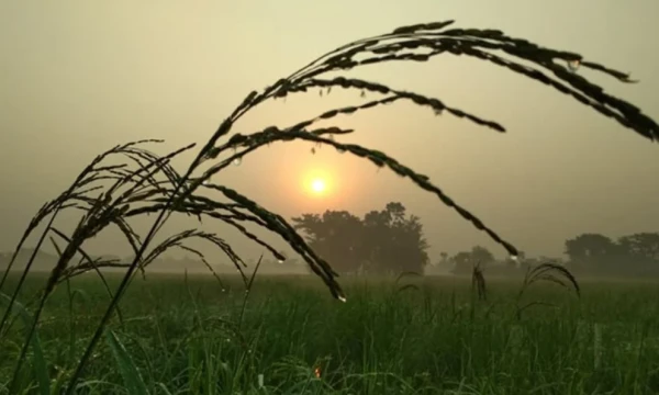 আগামী ৩ দিন কেমন শীত পড়বে, জানাল আবহাওয়া অফিস