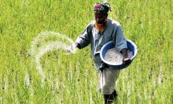 ৩৩৯ কোটি ব্যয়ে ৯০ হাজার টন সার কিনবে সরকার