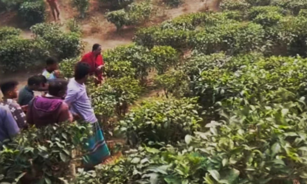 চা বাগান থেকে কিশোরীর গলা ও কবজি কাটা মরদেহ উদ্ধার